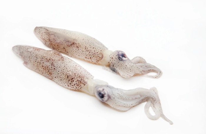 squid
