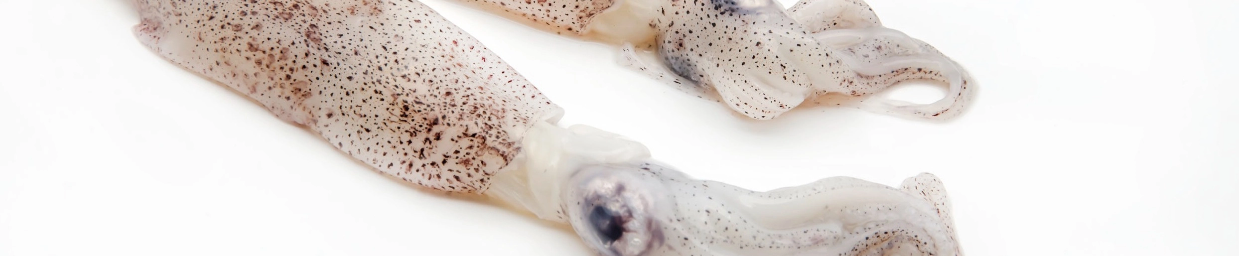 squid