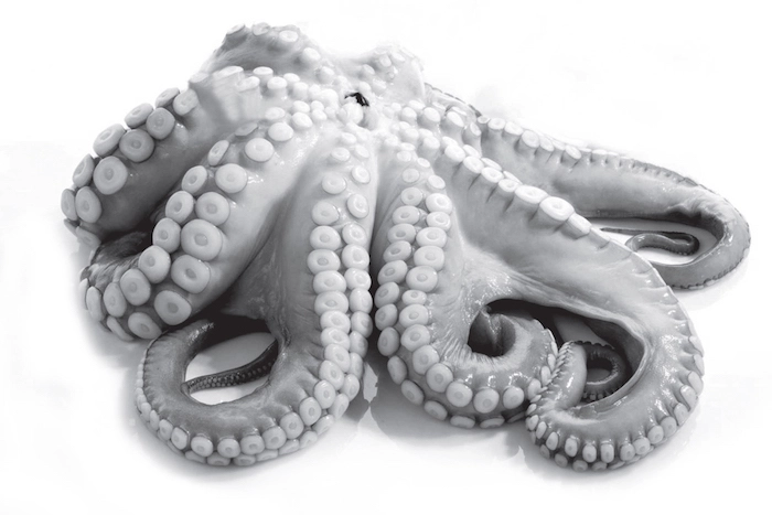 Octopus