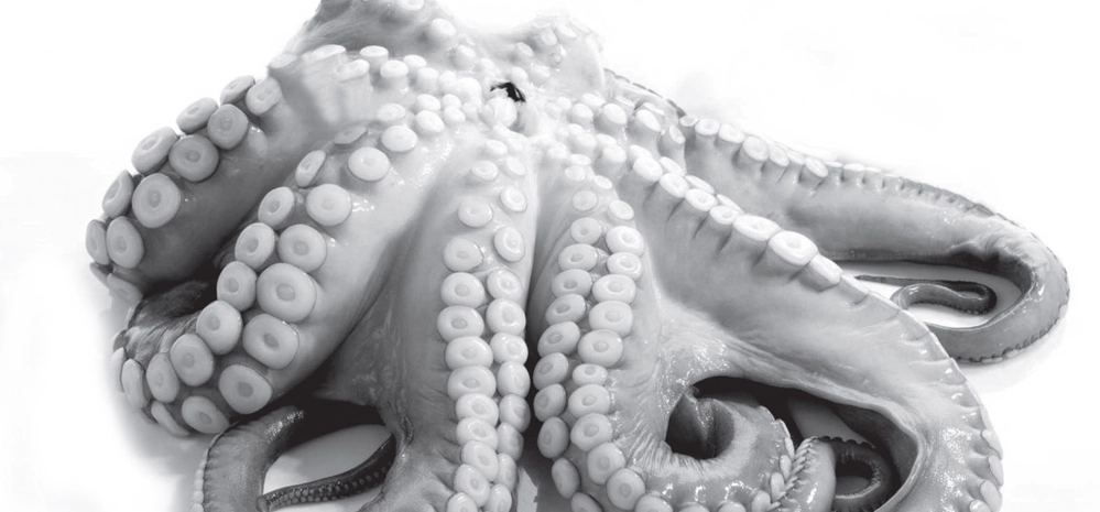 Octopus